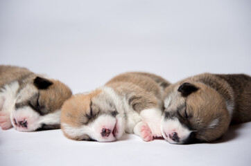 生後2週間のコーギーの赤ちゃん