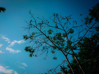 Sky and tree