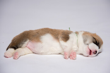 生後2週間のコーギーの赤ちゃん