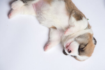 生後2週間のコーギーの赤ちゃん