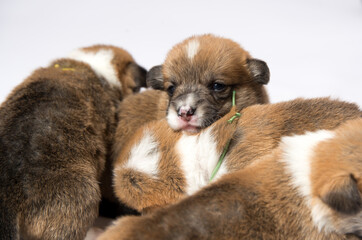 生後2週間のコーギーの赤ちゃん