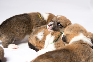 生後2週間のコーギーの赤ちゃん