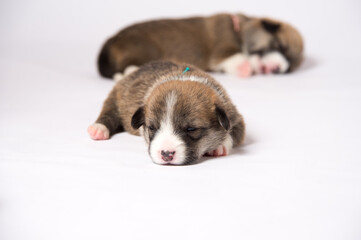 生後2週間のコーギーの赤ちゃん