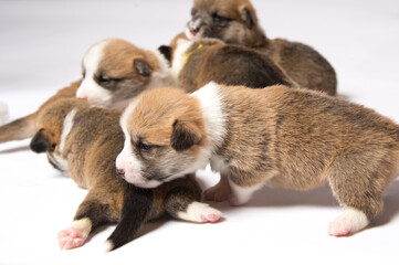 生後2週間のコーギーの赤ちゃん