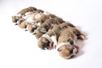 生後2週間のコーギーの赤ちゃん