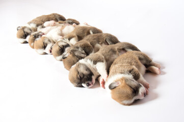 Obraz premium 生後2週間のコーギーの赤ちゃん