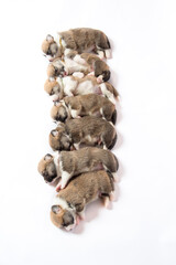 生後2週間のコーギーの赤ちゃん