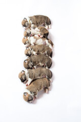 生後2週間のコーギーの赤ちゃん