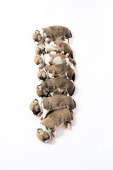 生後2週間のコーギーの赤ちゃん