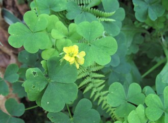 Closeup of a cluster of clover plants called common yellow woodsorrels, or Oxalis stricta, with flowers starting to bloom