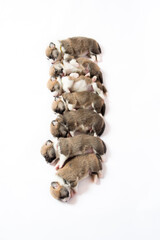 生後2週間のコーギーの赤ちゃん