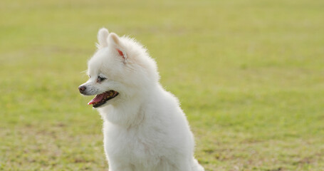 Fototapeta premium White pomeranian at the park