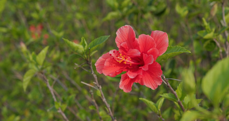 Red Hawaiian hibiscus flower at park