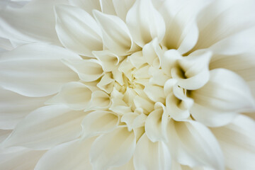 White chrysanthemum flower close up