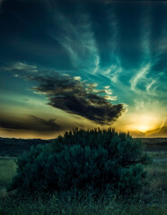 Fototapeta na wymiar Sunset in desert over Tumble weeds