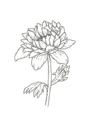 Peony Line Drawing, Hand Drawn, Single Stem with 2 Leaves, Flower Petals, Black and White Shading
