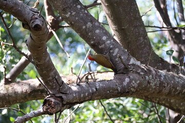 woodpecker bird