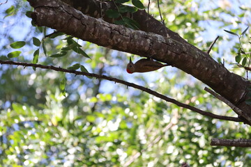 Fototapeta premium woodpecker bird