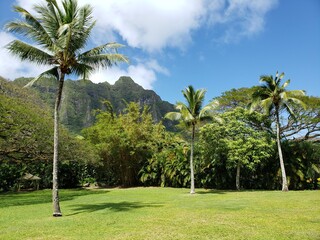 南国のジャングル