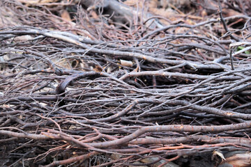 Pile of sticks and branches from Australian trees