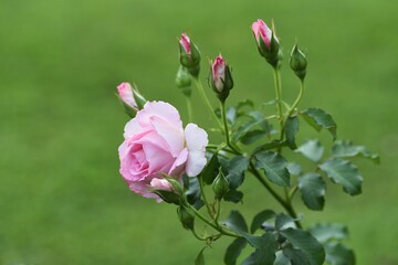 Roses in full bloom in the rose garden.