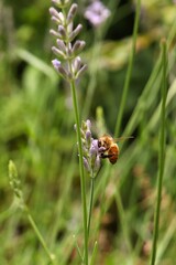 A honeybee stays on purple lavender flower. 
Apis mellifera, worker bee, Lavandula angustifolia 