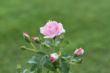Roses in full bloom in the rose garden.