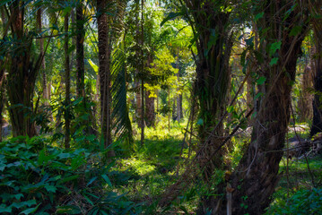 This unique photo shows a glimpse of the tropical jungle of Thailand. you can see the lush green trees and how the sun's rays shine through