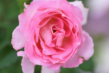 Roses in full bloom in the rose garden.