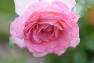 Roses in full bloom in the rose garden.