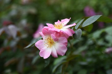 Naklejka na ściany i meble Roses in full bloom in the rose garden.