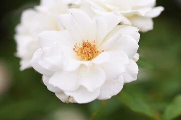 Roses in full bloom in the rose garden.