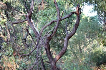 Golden Wattle (Acacia pycnantha) at end of life, South Australia