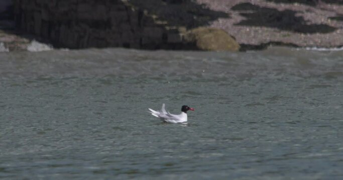 Black headed gull adult red beak floating sea water near coast slow motion