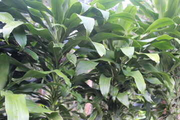 Fototapeta premium close up of green leaves
