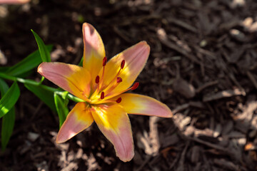 Close up of pink and orange or yellow colored day lily flower with bright sunlight and harsh dark...