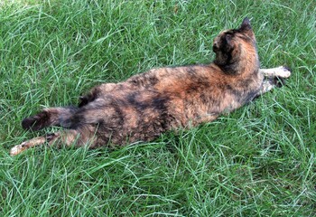 Closeup of a female calico or tortoiseshell cat lying outside in the shaded grass on a summer day