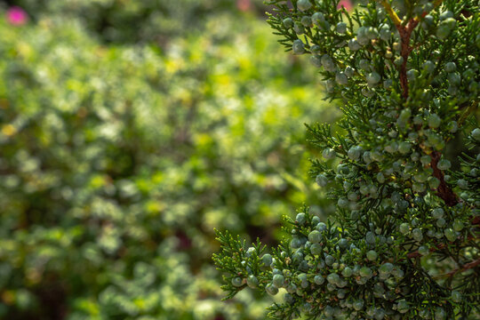 Close up photograph of a budding  juniper evergreen tree or shrub with other shrubs blurred in background bokeh making a beautiful green background nature image.