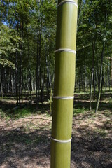 Fototapeta premium 春の竹林