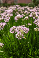 Obraz premium Beautiful background image of tiny pink allium flower clusters on green stems with bokeh blurred background.