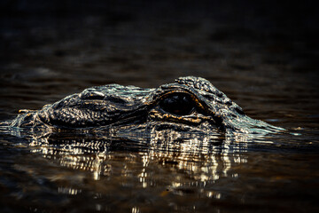 alligator swimming in small river