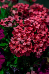 Close up of a cluster of pink or red flowers in full bloom in a planting bed with hash dark shadows from the summer sun.