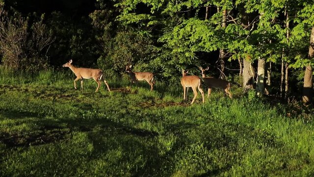 Deer Feeding and Walking at Edge Of Forest Cinematic Parallax