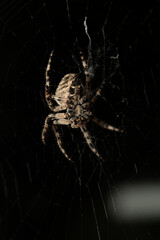 Araneus circe is a genus of common orb-weaving spiders.