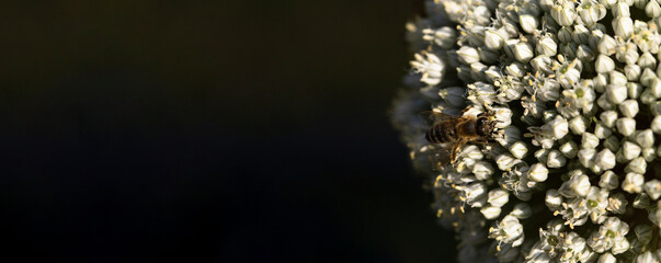 Leek blooming. Pollination of plants by insects. Place for the label.