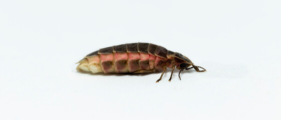 Lampyridae Lampyris noctiluca the common glow-worm Europe. Female Firefly.