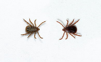 Ixodes ricinus, the castor bean tick, is a chiefly European species of hard-bodied tick.