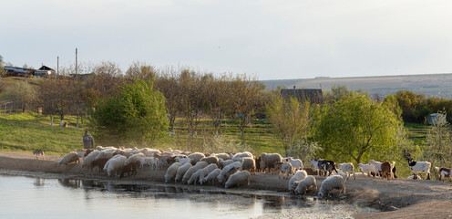A herd of goats and sheep. Animals graze in the meadow. Pastures of Europe. Budzhak steppe, Spring pasture, artificial reservoir.