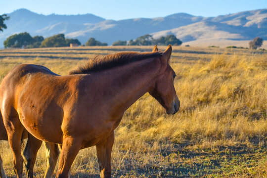 Beautiful Horse  mountain backdrop Big Sur Coast  San Simeon ,CA