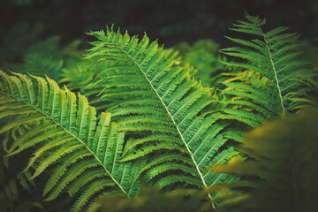 Full frame Tropical Matteuccia struthiopteris toned dark